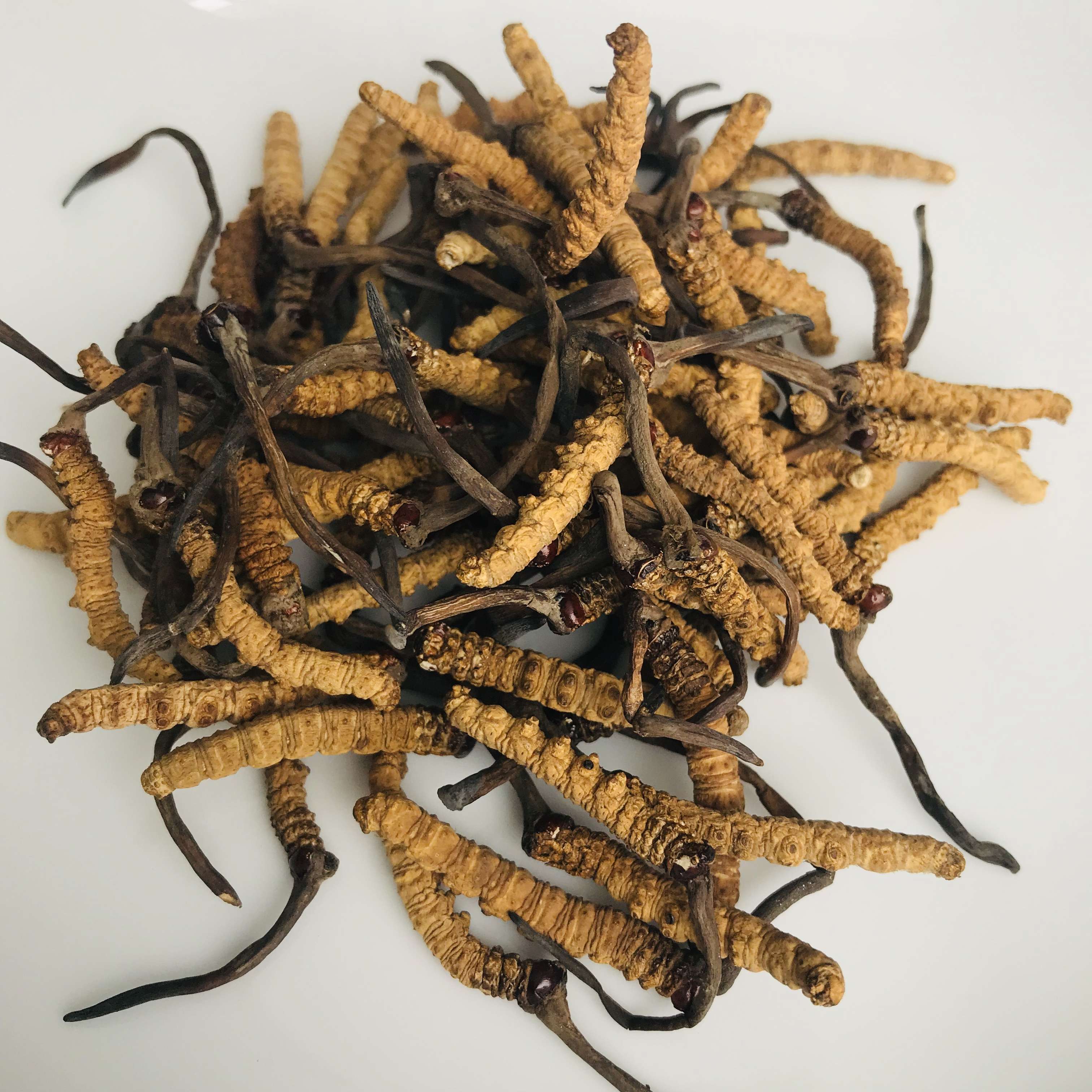 Clean product of cordyceps